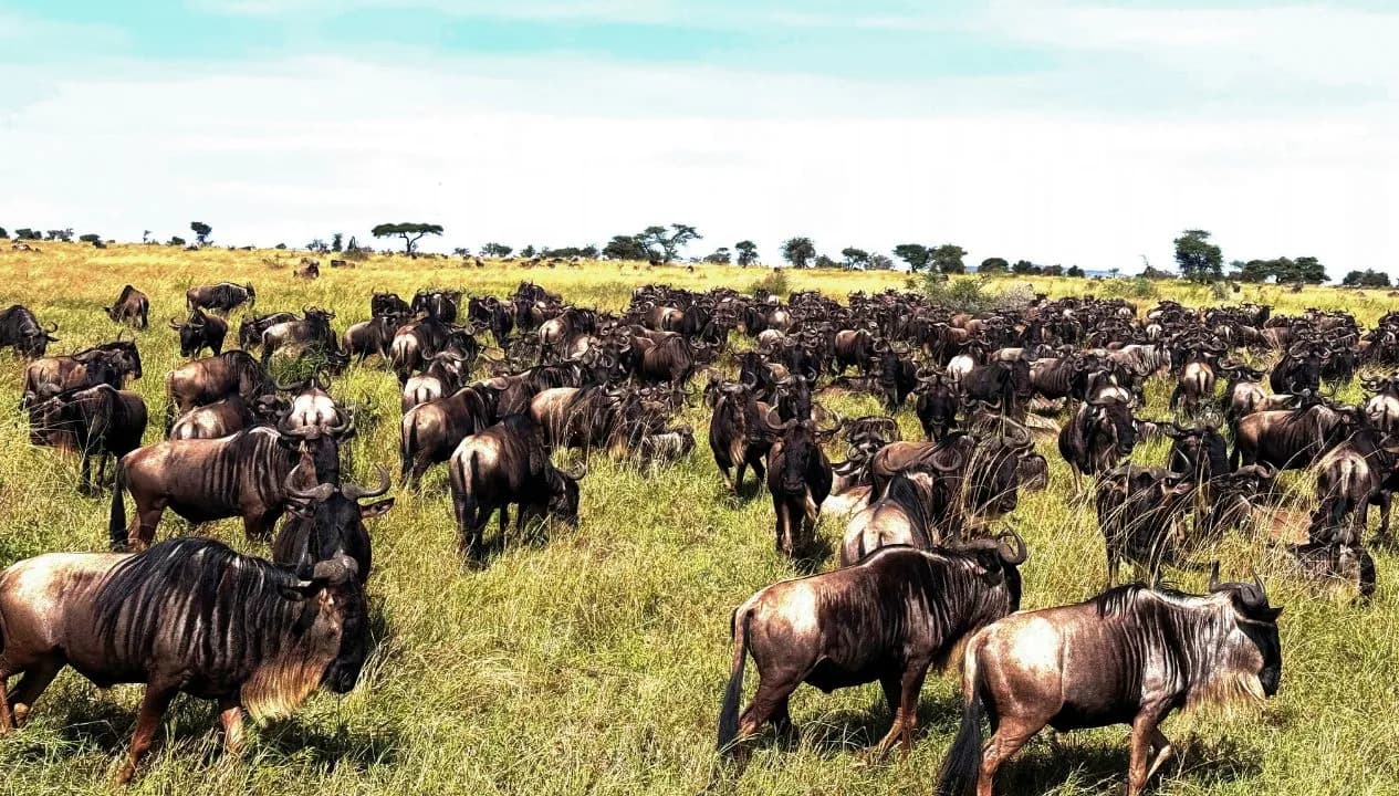 Great Migration