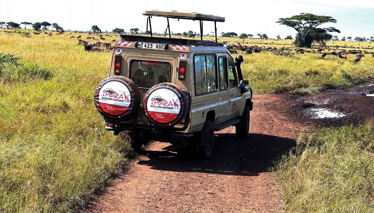 What to Know Before a Tanzania Safari - Essential Things Every Traveler Should Know