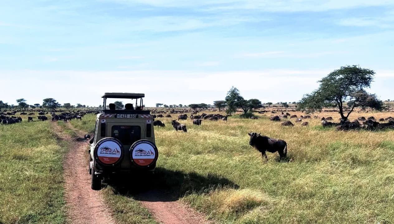 Tanzania Game Drive