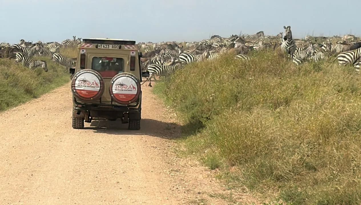 Game Drives in Tanzania - What to Expect from Serengeti to Beyond