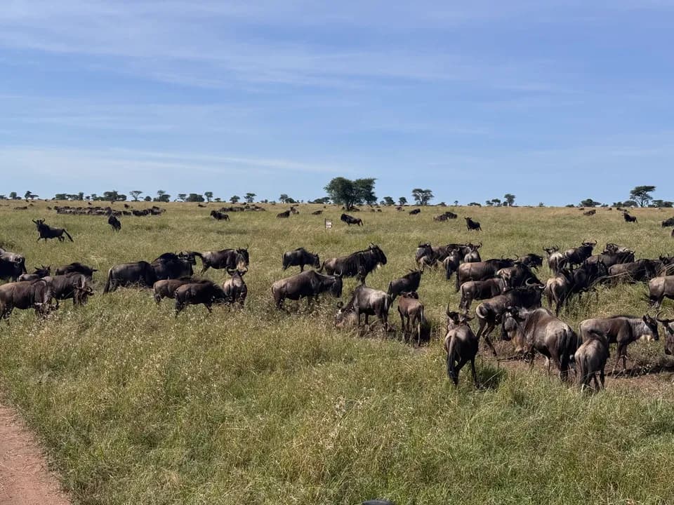 Great Migration Safari