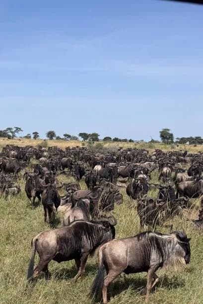 Great Migraion Serengeti