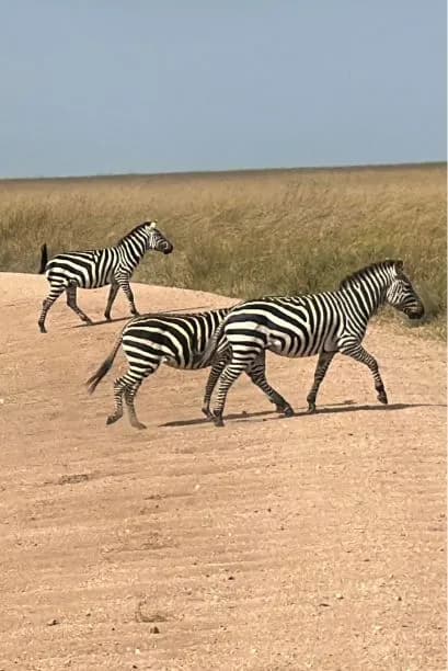 Great Migration Safaris
