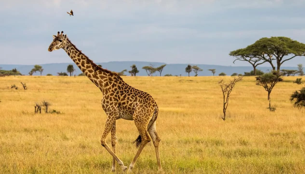 Giraffes in Tanzania Parks