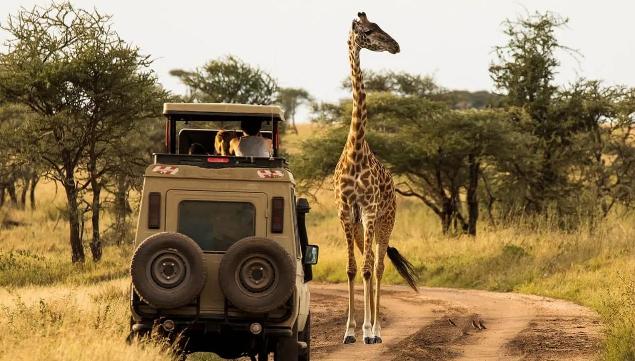 Tanzania Safari for Wildlife Enthusiasts - How to Plan a Trip Around Specific Animals