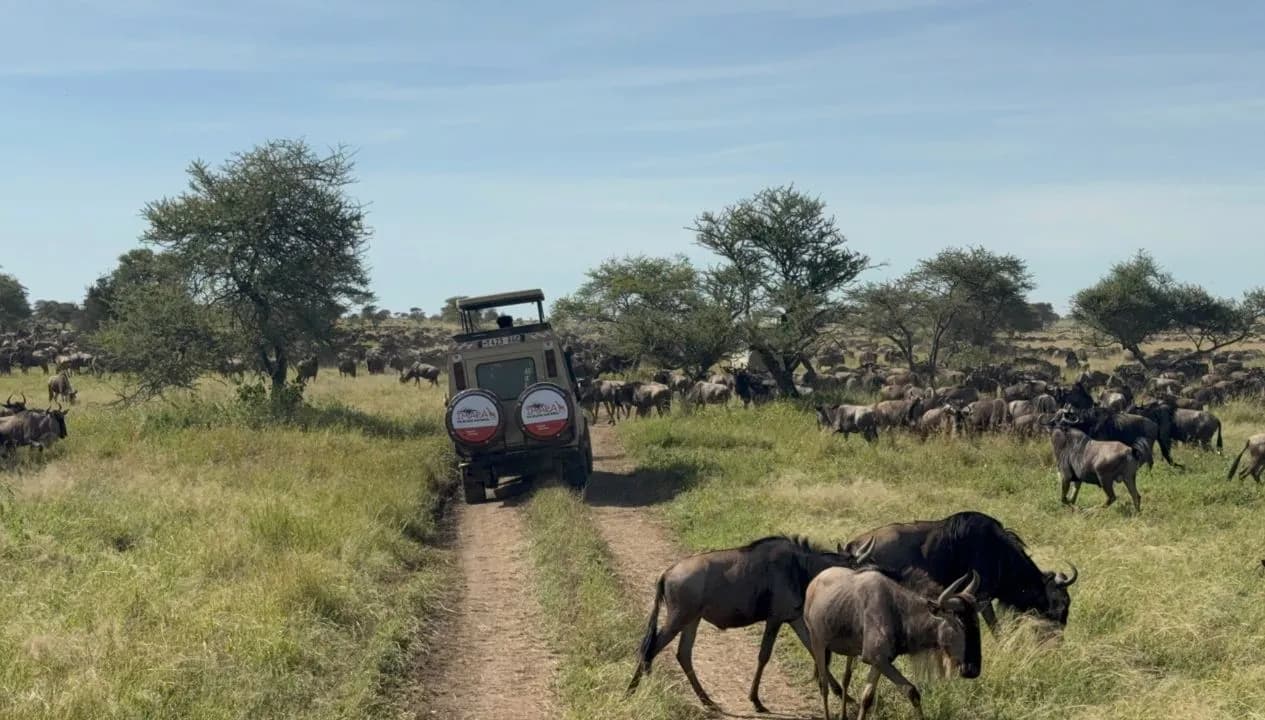 When Should You Book a Tanzania Safari? A Practical Booking Guide for 2027