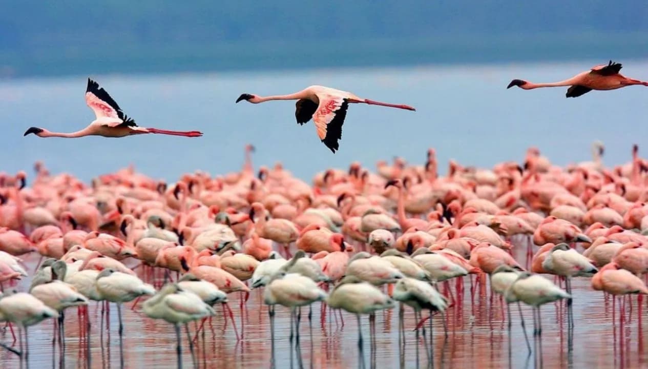 Lake Manyara National Park
