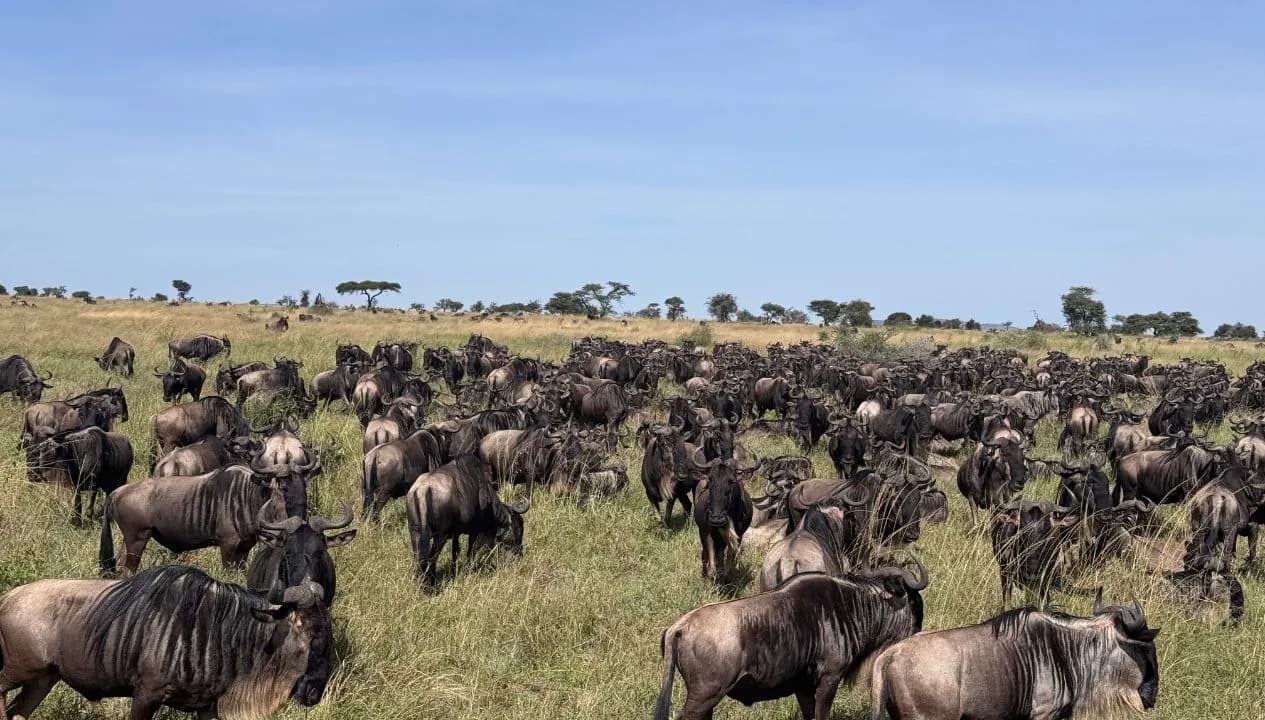 Wildebeest Migration Safari