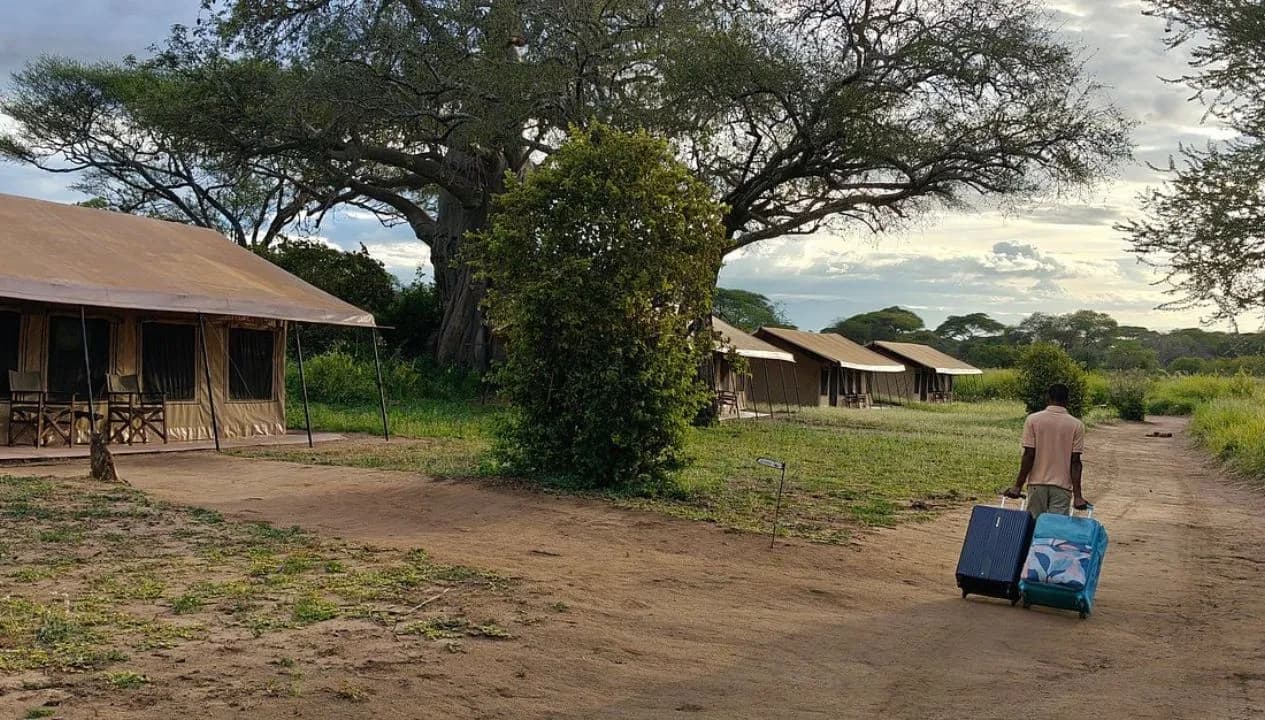 Christmas Safari Season