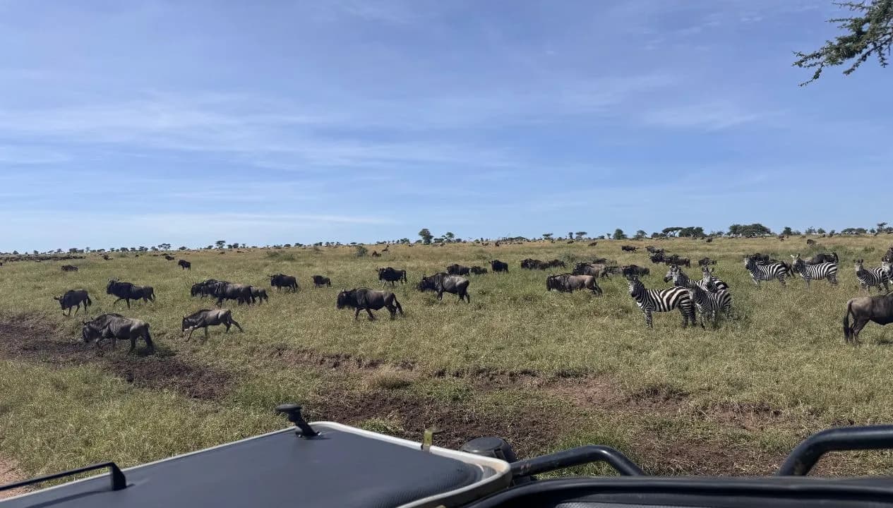 Should You Book a Tanzania Safari at Christmas 2026 or choose a January 2027 Safari?