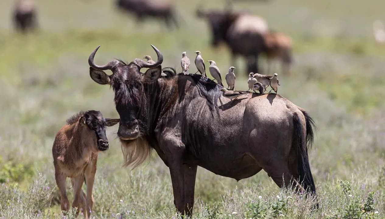 Best Calving Season Serengeti