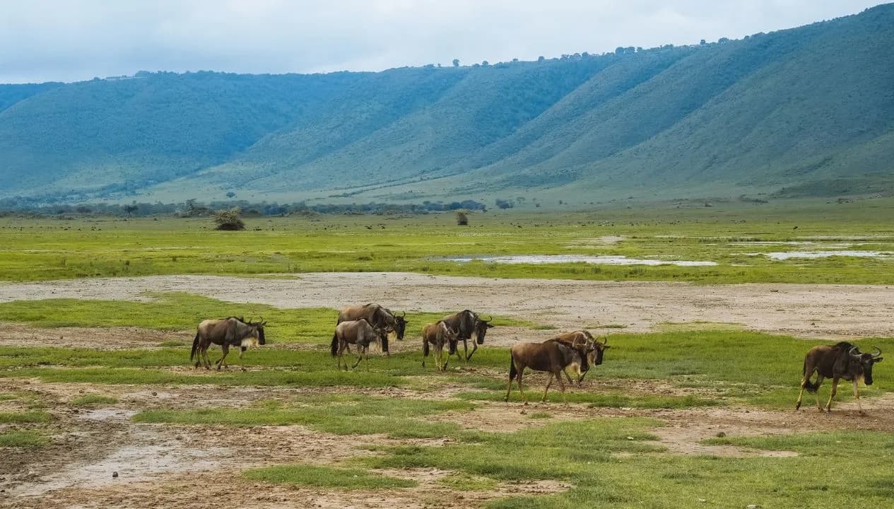 Ngorongoro Conservation Area
