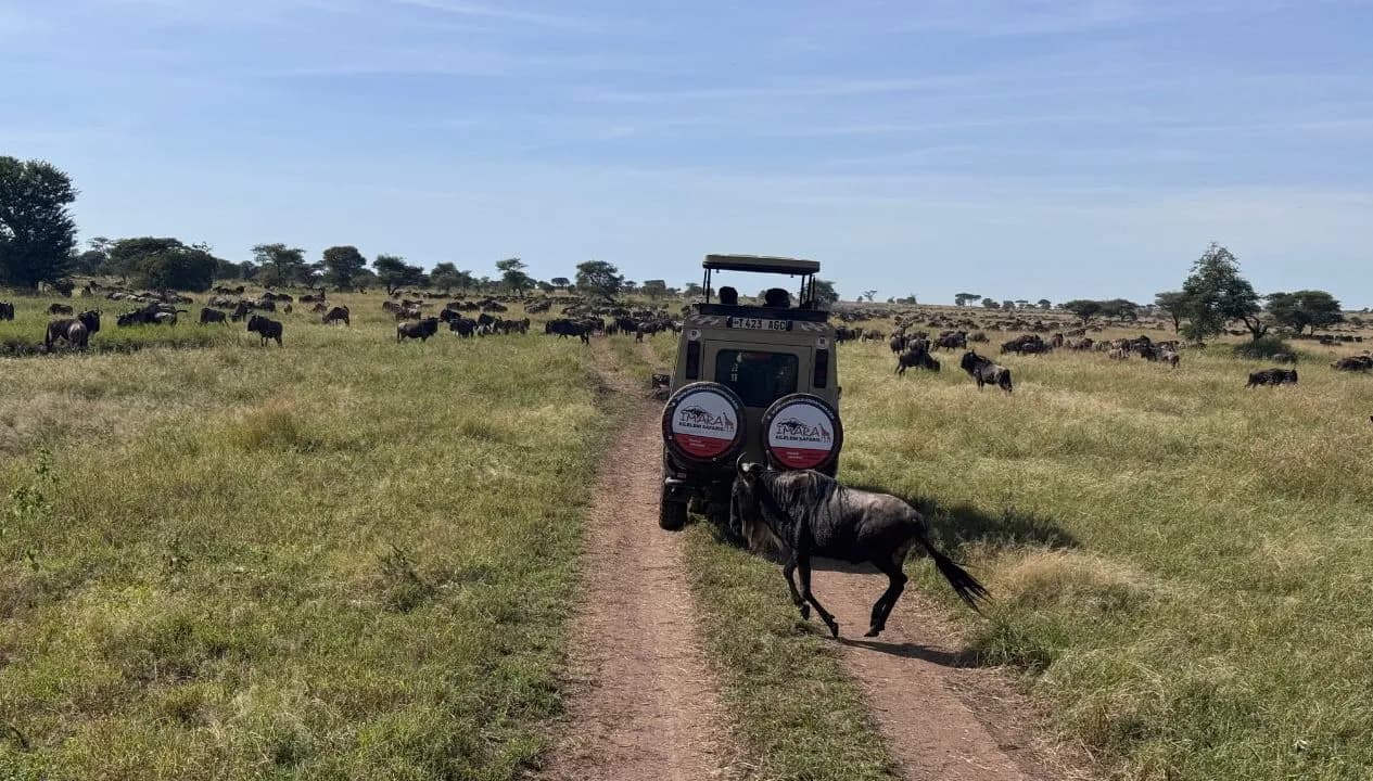 Game Drive in Serengeti