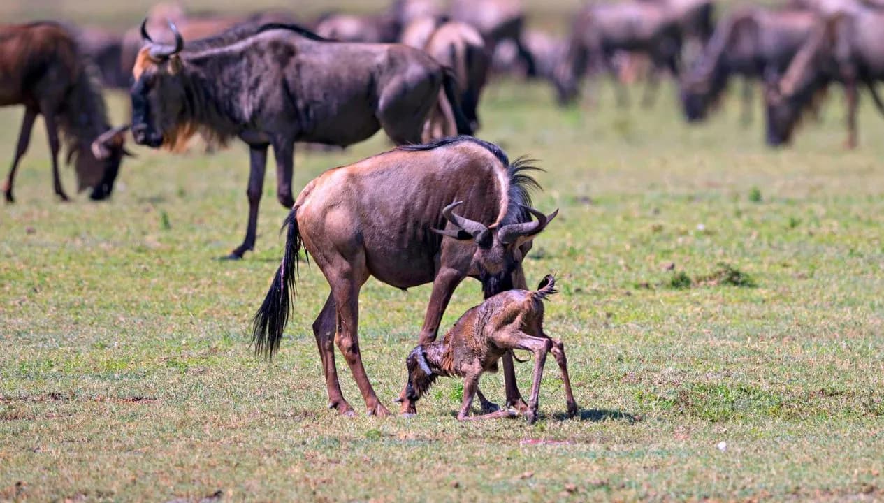 Serengeti Calving Season 2027: A New Year Tanzania Safari to Witness New Life