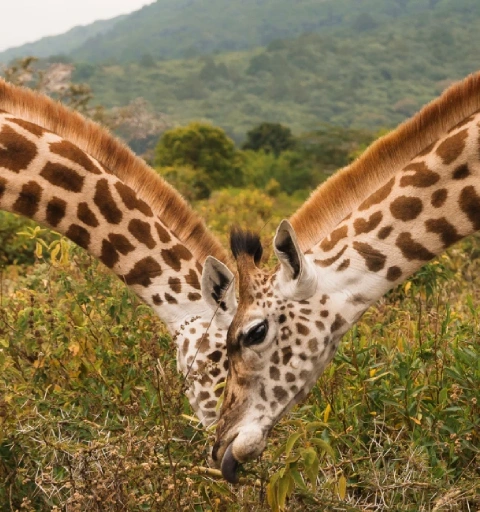 Arusha