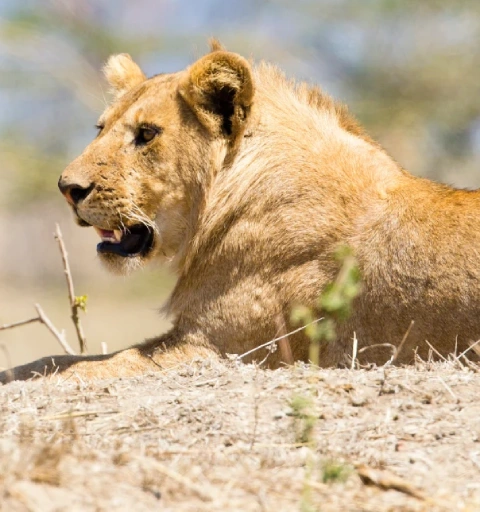 Serengeti