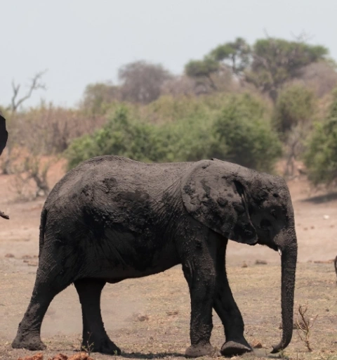 Ruaha