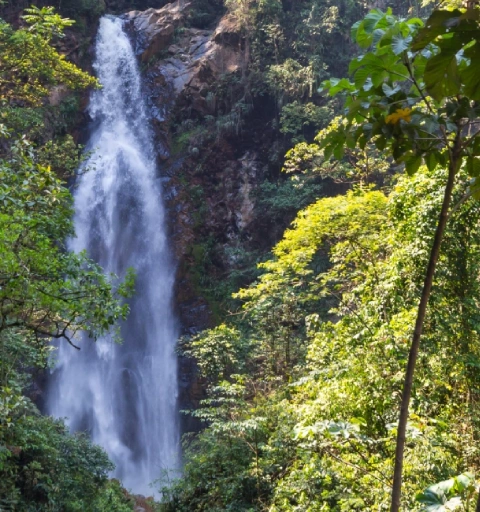 Udzungwa