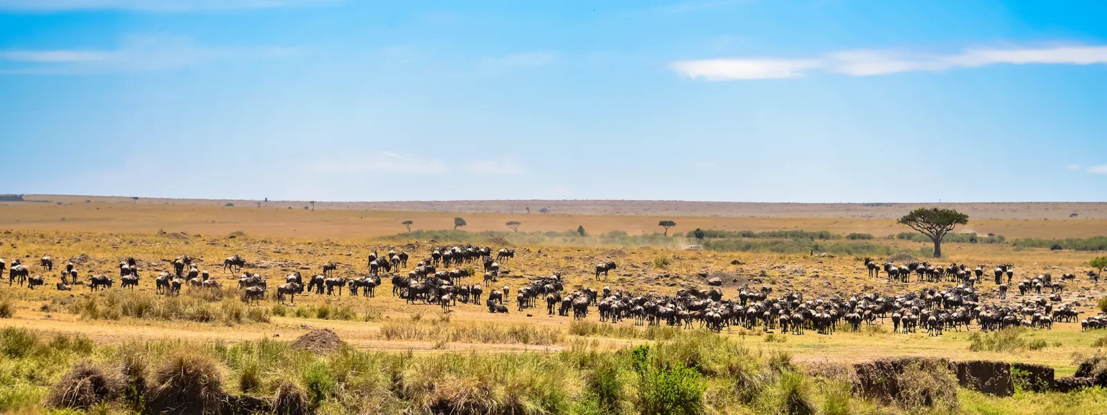 Our Promise to our Esteemed Clients